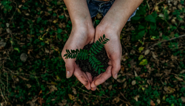 Idée reçue : la production de papier détruit les forêts